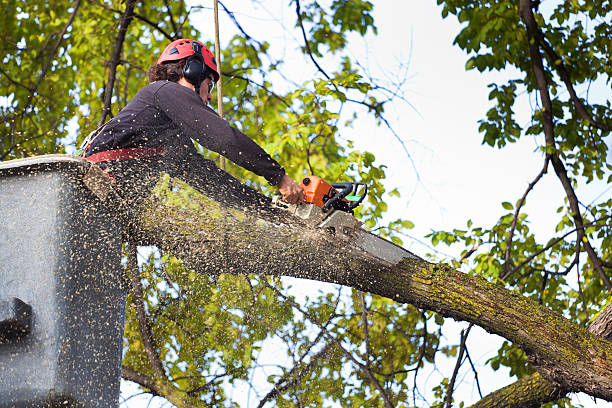 Best Tree Pruning Services  in Salisbury, NC